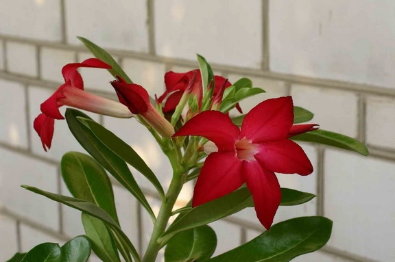 Adenium cv Prominent