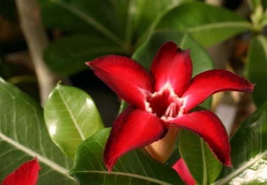 Adenium cv Small Red Plum 1 (1484 відвідувань) Adenium cv Small Red Plum 1