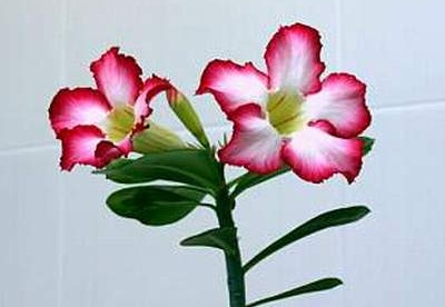 Adenium cv Super Big Chubiness 1 (1601 відвідувань) Adenium cv Super Big Chubiness 1