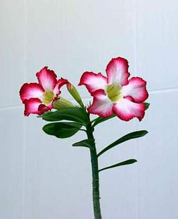 Adenium cv Super Big Chubiness 1
