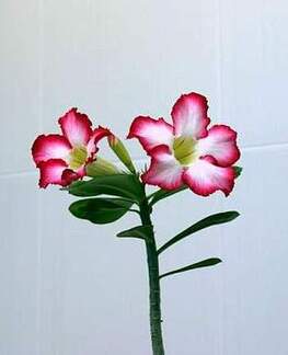 Adenium cv Super Big Chubiness 1