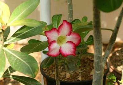 Adenium cv Super Big Chubiness 2 (1539 відвідувань) Adenium cv Super Big Chubiness 2
