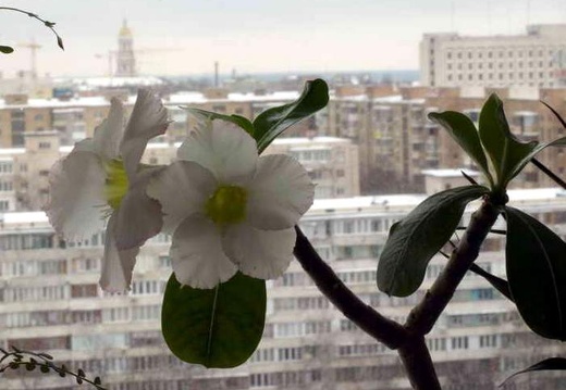 Adenium cv Super Perfume (1581 відвідувань) Adenium cv Super Perfume