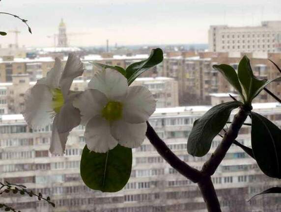 Adenium cv Super Perfume