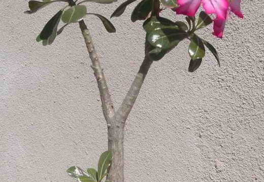 Adenium obesum (2826 відвідувань) Фото и растение Натальи Эллис (Одесса) Adenium obesum