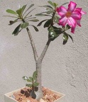 Adenium obesum