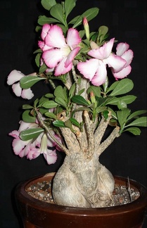Adenium obesum Botanischer Garten der Universitat Kiel  Smeyko FG