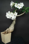 Adenium swazicum cv   SANO WHITE  ES3655 Smeyko FG 