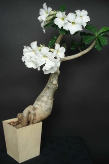 Adenium swazicum cv   SANO WHITE  ES3655 Smeyko FG 