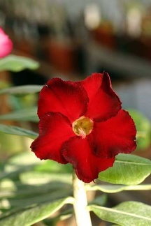 Adenium cv. 'Arrogant'