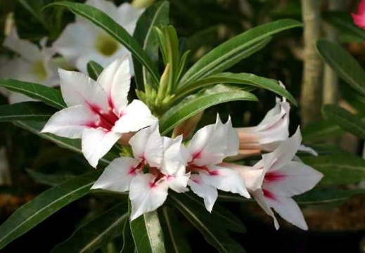 Adenium cv. 'Garden Of Falling Star' (Clone) (2693 відвідувань) Фото и растение Александра Митченко (Киев)
Adenium cv. 'Garden Of Falling Star' (Clone)