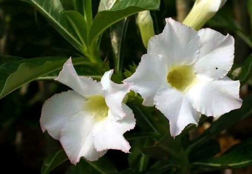 Adenium cv. 'Super Perfume' (Clone) (2123 відвідувань) Фото и растение Александра Митченко (Киев)
Adenium cv. 'Super Perfume' (Clone)
