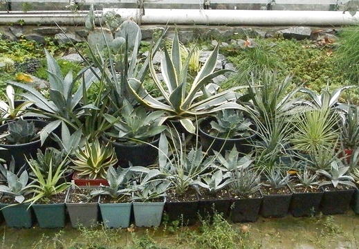 Agave (352 відвідувань) Фото и растения Ивановой Елены (Киев) Agave