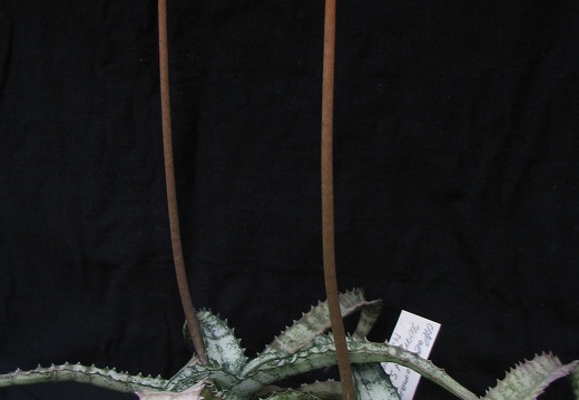 Aloe Lomatophyllum zombitsiensis1 (1967 відвідувань) Aloe Lomatophyllum zombitsiensis1