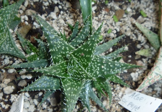 Aloe cv Pepe Archis FG (2049 відвідувань) Aloe cv Pepe Archis FG