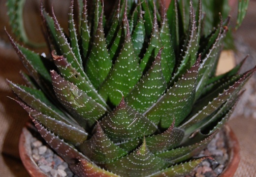 Aloe cv Cosmo (100 відвідувань) Aloe cv Cosmo