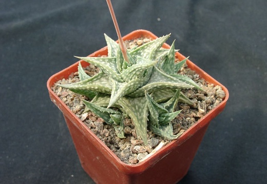 Aloe descongsii (1947 відвідувань) Aloe descongsii