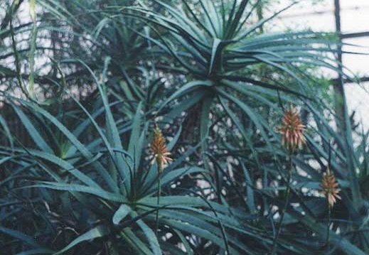 Aloe arborescens (2260 відвідувань) Фото Марины Николаевны Гайдаржи (Киев). Растения из кие... Aloe arborescens