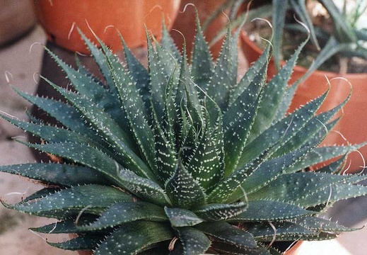 Aloe aristata (2602 відвідувань) Фото Марины Николаевны Гайдаржи (Киев). Растение из кие... Aloe aristata