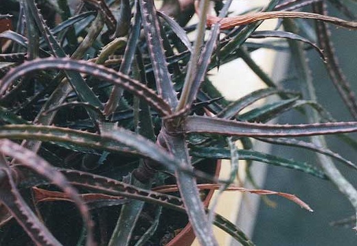 Aloe bakeri (2357 відвідувань) Фото Марины Николаевны Гайдаржи (Киев). Растения из кие... Aloe bakeri