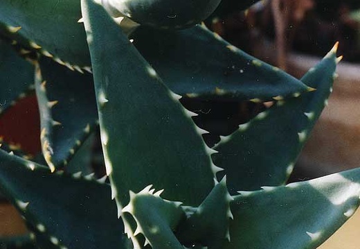 Aloe distans (2178 відвідувань) Фото Марины Николаевны Гайдаржи (Киев). Растение из кие... Aloe distans