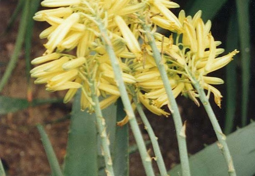 Aloe elegans (2146 відвідувань) Фото Марины Николаевны Гайдаржи (Киев). Растение из кие... Aloe elegans