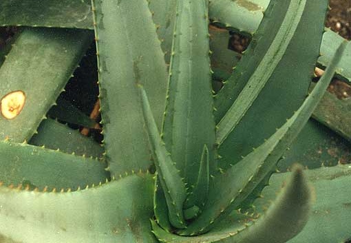 Aloe elegans (2021 відвідувань) Фото Марины Николаевны Гайдаржи (Киев). Растение из кие... Aloe elegans