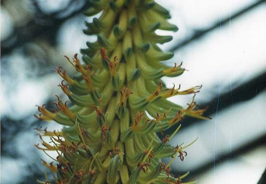 Aloe ferox (2071 відвідувань) Фото Марины Николаевны Гайдаржи (Киев). Растение из кие... Aloe ferox