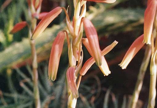 Aloe humilis (2224 відвідувань) Фото Марины Николаевны Гайдаржи (Киев). Растение из кие... Aloe humilis