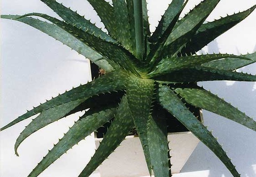 Aloe hybr. (2363 відвідувань) Фото Марины Николаевны Гайдаржи (Киев). Растение из кие... Aloe hybr.