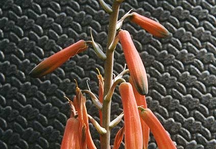 Aloe hybr. (2191 відвідувань) Фото Марины Николаевны Гайдаржи (Киев). Растение из кие... Aloe hybr.