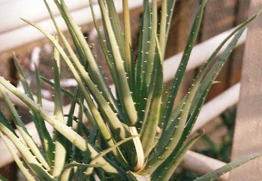 Aloe hybr. (2227 відвідувань) Фото Марины Николаевны Гайдаржи (Киев). Растение из кие... Aloe hybr.