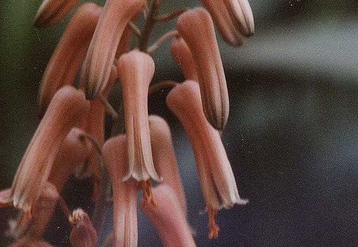 Aloe jucunda (2105 відвідувань)
Фото Марины Николаевны Гайдаржи (Киев). Растение из ки... Aloe jucunda