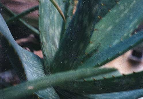 Aloe mudenensis (2029 відвідувань) Фото Марины Николаевны Гайдаржи (Киев). Растение из кие... Aloe mudenensis
