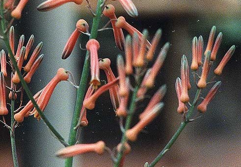 Aloe pruinosa (2040 відвідувань) Фото Марины Николаевны Гайдаржи (Киев). Растение из кие... Aloe pruinosa