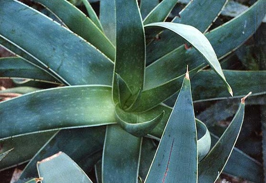 Aloe striata (2332 відвідувань) Фото Марины Николаевны Гайдаржи (Киев). Растение из кие... Aloe striata