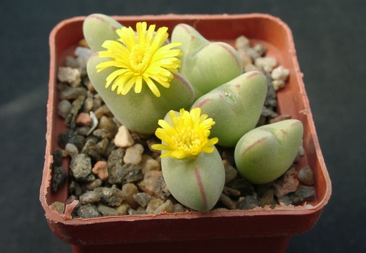 Conophutum cordatum (1780 відвідувань) Conophutum cordatum