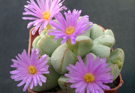 Conophutum ernianum (1882 відвідувань) Conophutum ernianum