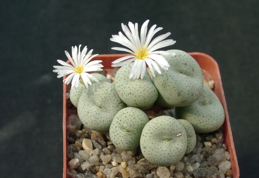 Conophutum gratum cf albiflorus (1916 відвідувань) Conophutum gratum cf albiflorus