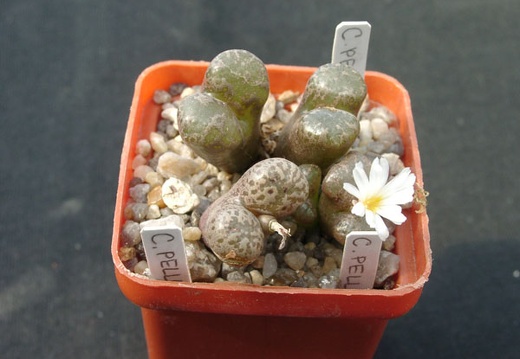 Conophutum pellucidum (1762 відвідувань) Conophutum pellucidum