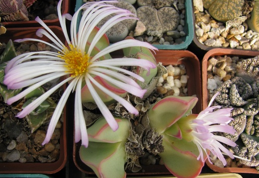 Conophytum (2345 відвідувань) Растение Натальи Эллис (Одесса)
Фото Владимира Шора (Л... Conophytum