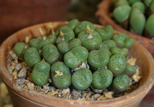 Conophytum obcordellum
