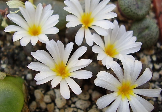 Conophytum pellucidum (1761 відвідувань) Conophytum pellucidum
