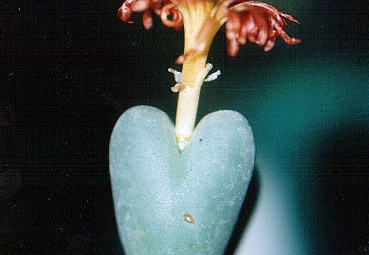 Conophytum frutescens (2432 відвідувань) Фото и растение Татьяны Кецко (Киев)
Conophytum frutescens