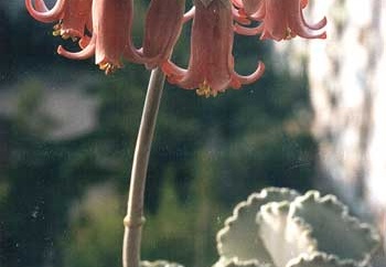 Cotyledon undulata (477 відвідувань) Фото и растение Татьяны Кецко (Киев)
Cotyledon undulata