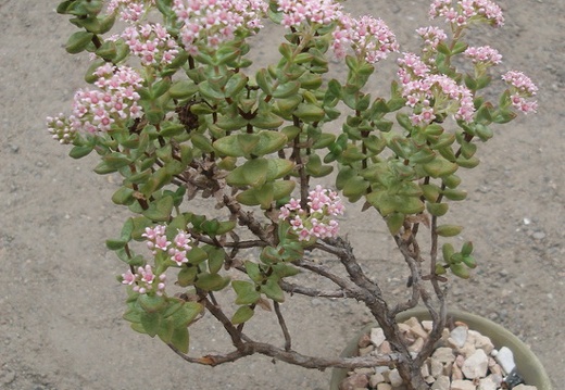 Crassula brevifolia FG Iv (2135 відвідувань) Crassula brevifolia FG Iv