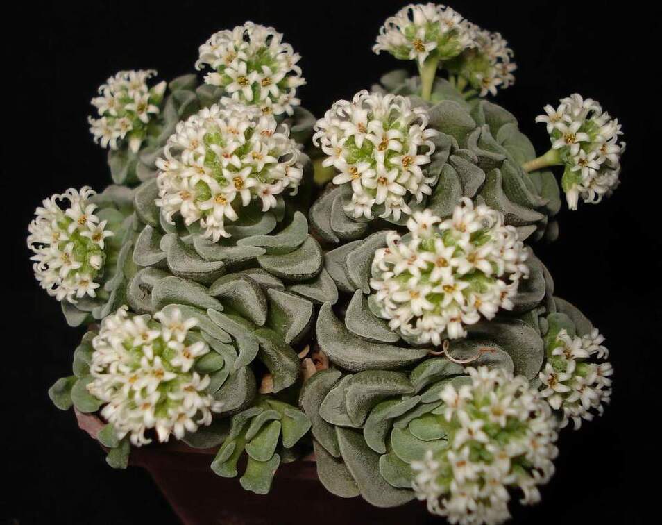 Crassula cv   Celia Sirocco FG