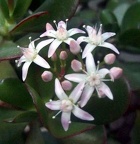 Crassula portulacea FG Iv