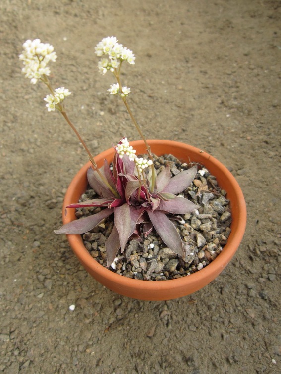 Crassula rosularis