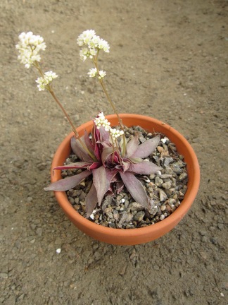 Crassula rosularis